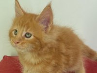 Şecereli maine coon yavrular 2.5 aylık