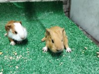 Orjinal guinea pig yavruları