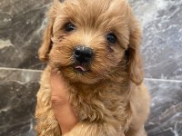Tea cup toy poodle