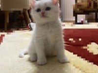 4 TANE GÜZELLER GÜZELİ KRALLAR KRALI KEDİLER