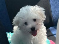 Ev doğumlu Maltese Terrier 3 Aylık Erkek yavru