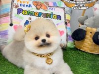 ANTALYA ORJİNAL POMERANİAN BOO YAVRULAR GEL GÖR AL