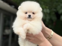 KUSURSUZ KARBEYAZ POMERANİAN BOO