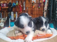 Burkemden en zeki ırkı border collie