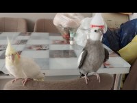Evcil çift sultan papağanımız