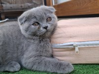 2 Aylık Yavru Scottish Fold