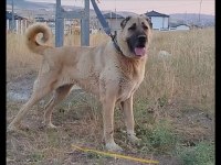 Dişi Çoban Köpeği