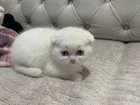 Scottish fold yeni yuvalarına gitmeye bekliyorlar
