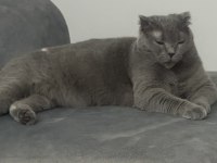 İsmi gibi prenses sakin huylu scottish fold