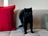 KEDİMİZ LEYLA ÇOK SAKİN