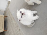 Beyaz mavi göz scottish fold