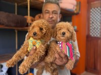 Mükemmel kalitede poodle bebeklerimiz