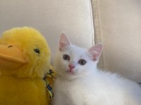Scottish fold ve british shorthair yavruları