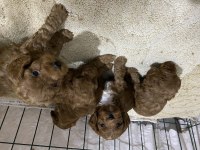 Sağlık Garantili Toy Poodle Yavruları