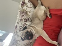Dişi Pug 1 Yaş
