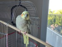 Evcil 9 aylık Sultan Papağanı Kafesiyle birlikte