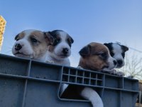 Jack russell orjinal yavrularımız
