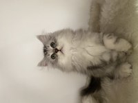 Özel ayı surat british longhair yavrularım safkan orjinal