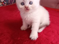 Safkan british shorthair yavrularımız