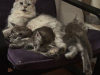 Asil ve güzel maine coon çocuklarımız