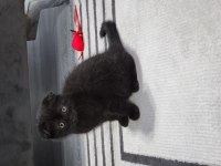 Acil izmir içi scottish fold