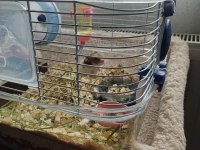 5 aylık erkek hamster