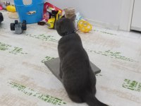 British shorthair kedisi çok oyuncu