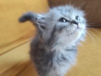 BRİTİSH LONGHAİR BEBİŞLER