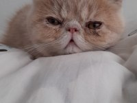 5 aylık son yavru exotic shorthair