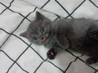 Erkek British shorthair