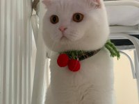 Ücretsiz scottish fold 2 yaşında kısır değil