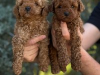Toy Poodle Yavrular