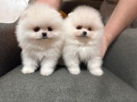 Mersinden pomeranian boo köpekler