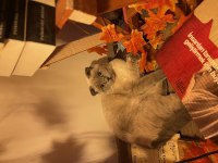 9 Aylık Scottish Fold