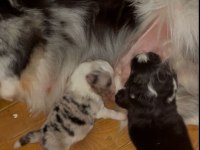 Muhteşem border collie bebekler