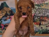 Poodle Prens Ve Prensesler