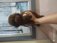 Ankaranın En Küçük Poodle Koreleri