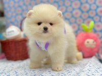 Safkan Pomeranian Boo Yavrularımız