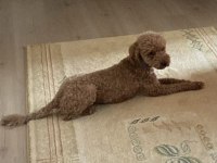Poodle köpeğimiz