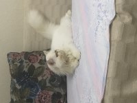 Tombiş iran kedisi oğlumu sahiplendiriyorum