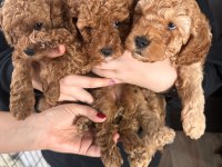 Toy Poodle Yavru Köpekler