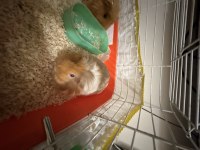 Guinea Pig 1 Dişi Ve 1 Erkek