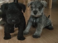 Muhteşem schnauzer yavrular