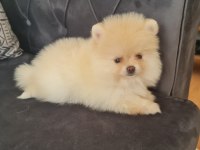 Pomeranian boo köpeği