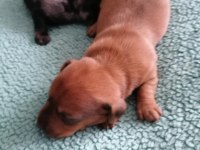 15 günlük Dapple dachshund sosis köpekler