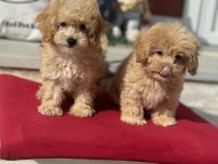 Show kalite ziyarete açık maltipoo yavrularımız