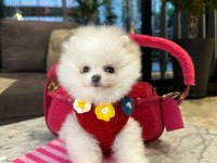 Tatlı Yavru Pomeranian Köpeklerimizle Tanışın
