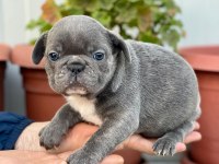 Üst Kalite French Bulldog Yavrularım Teslime Hazır