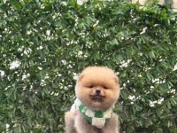 Show Kalite Pomeranian Boo Yavrular