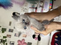 Safkan Exotic Shorthair Yavrular